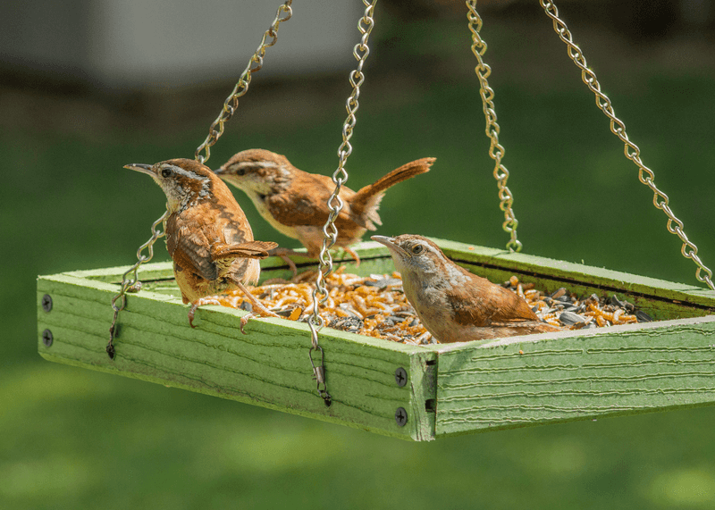 Your Feeders Are Helping Them Through Cooler Months