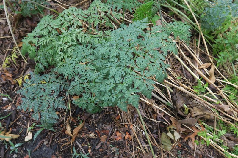 Your Fence Row Might Be Hiding Poison Hemlock