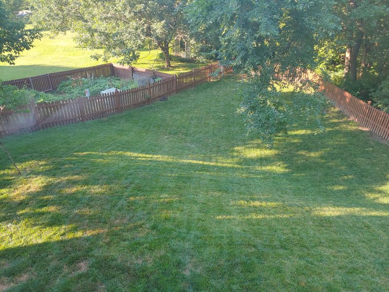 Your Fescue Is Growing Strong Enough To Fill Gaps Your Fescue Is Growing Strong Enough To Fill Gaps