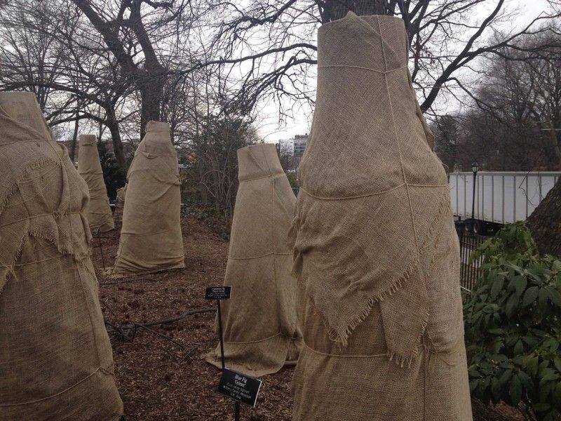 Your Fig Tree Is Wearing A Winter Coat Your Fig Tree Is Wearing A Winter Coat