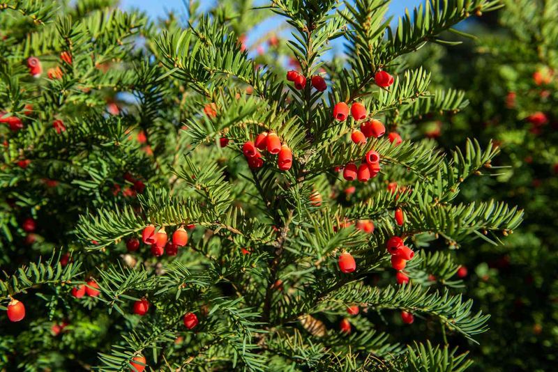 Your Foundation Shrubs Could Be Hiding A Toxic Classic