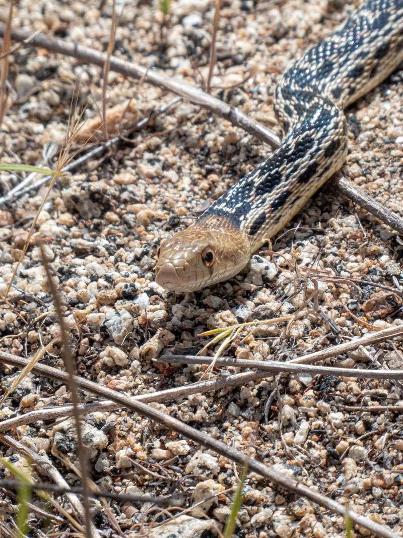 Your Garden Gains A Quiet Pest Control Partner Your Garden Gains A Quiet Pest Control Partner