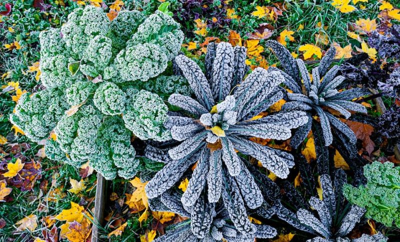 Your Garden Gets Sweeter After Those Chilly Nights