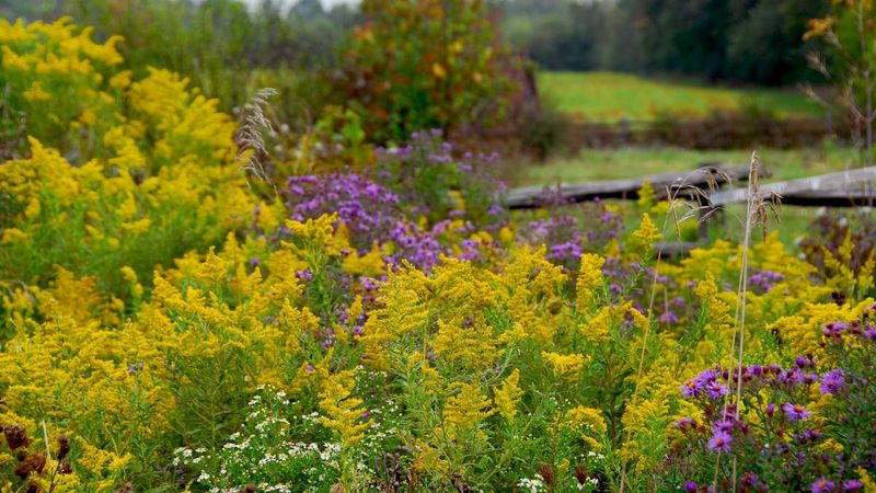 Your Garden Habits Can Welcome Her Back Next Year Your Garden Habits Can Welcome Her Back Next Year