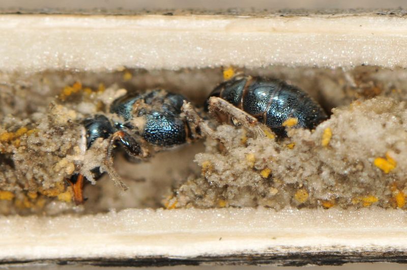 Your Garden Hosts More Stem-Nesting Bees Than You Think Your Garden Hosts More Stem-Nesting Bees Than You Think