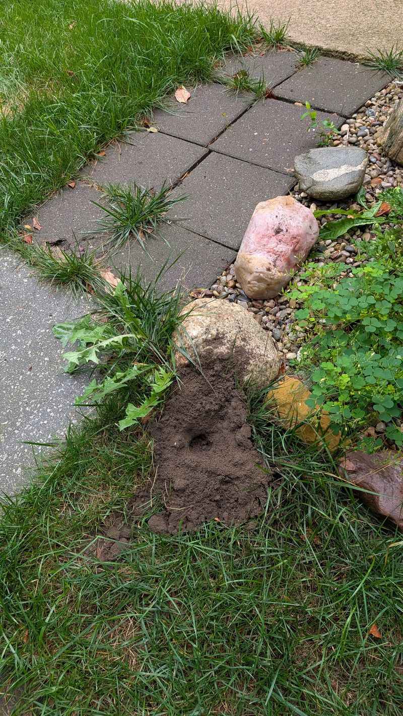 Your Garden Is Probably Close To Their Burrow Your Garden Is Probably Close To Their Burrow