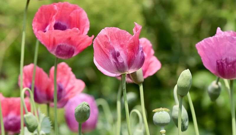 Your Garden Needs Self-Sowing Flowers