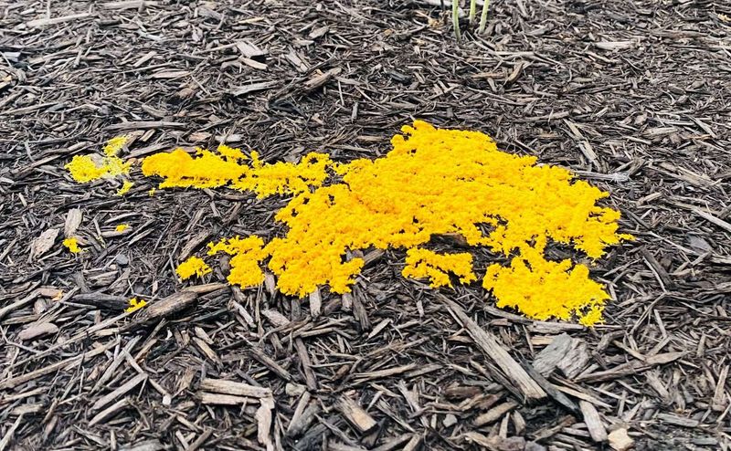 Your Garden Plants Are Safe From This Log-Loving Slime Mold Your Garden Plants Are Safe From This Log-Loving Slime Mold