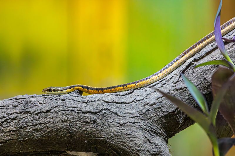 Your Garter Snake Is A Sign To Keep Gardening The Way You Are