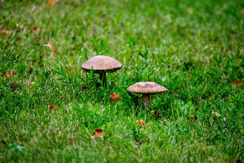 Your Grass Is Safer Than You Think