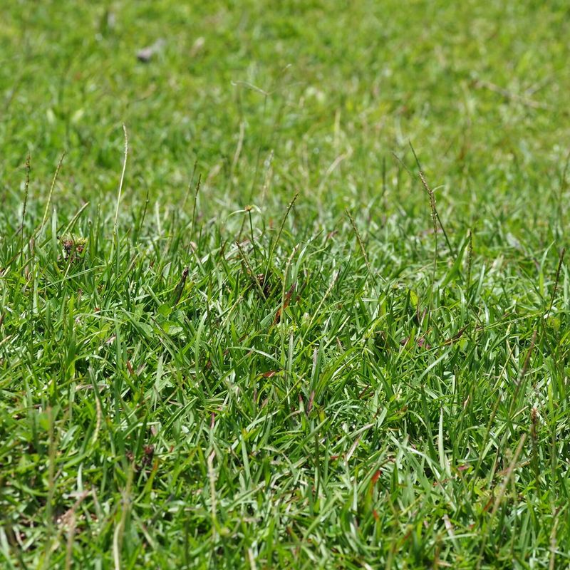 Your Grass Type Changes What The Lawn Needs Right Now Your Grass Type Changes What The Lawn Needs Right Now