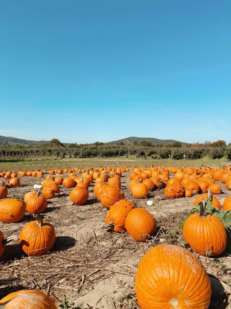 Your Grocery Store Pumpkin Bin Is About To Feel Very Boring Your Grocery Store Pumpkin Bin Is About To Feel Very Boring