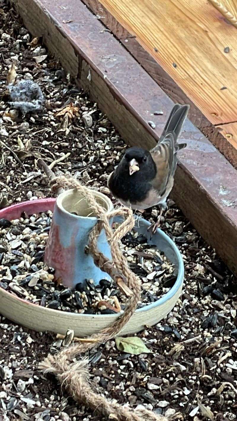Your Juncos Prefer Picking Up Seed Below The Feeder Your Juncos Prefer Picking Up Seed Below The Feeder