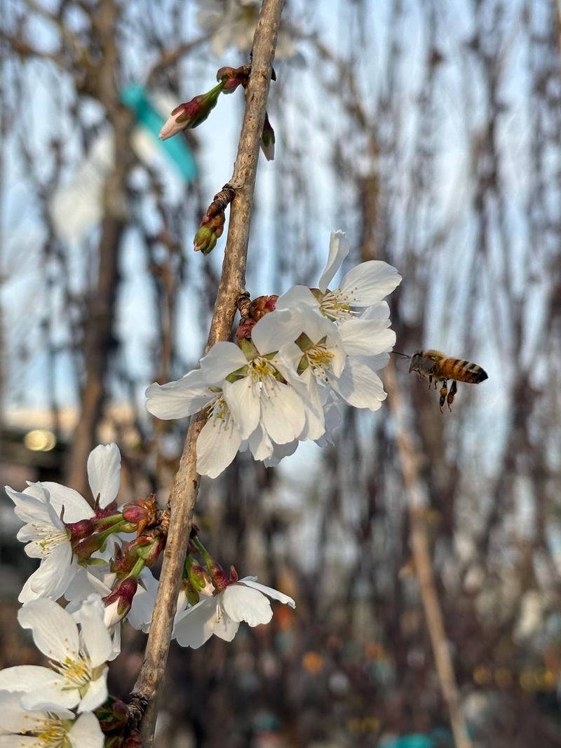 Your Late Bees Will Appreciate The Extra Snack