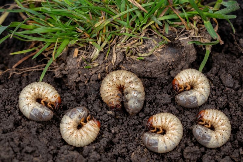 Your Lawn Grubs Are The Real Attraction