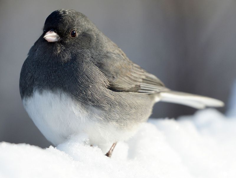 Your Little Gray Guest Has A Reputation For Arriving Ahead Of Snow Your Little Gray Guest Has A Reputation For Arriving Ahead Of Snow