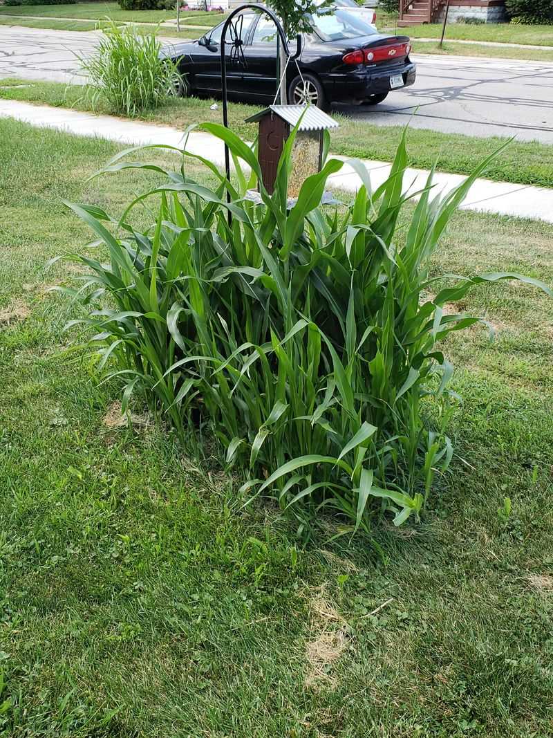 Your Missouri Frost Will Handle Most Of These Sprouts