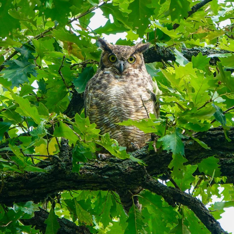 Your Neighborhood Offers Good Habitat