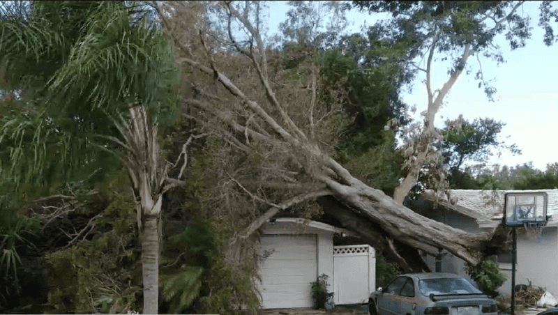 Your Neighbor's Fallen Oak Might Be Your Insurance Claim Your Neighbor's Fallen Oak Might Be Your Insurance Claim
