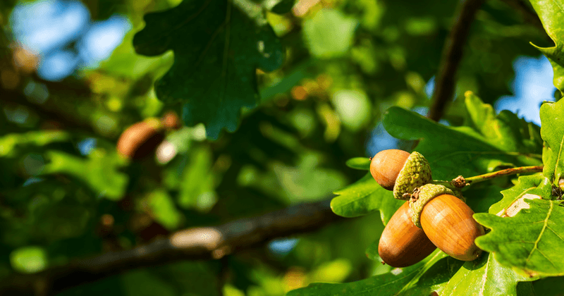 Your Oak Finishes Its Seed Crop Right On Schedule