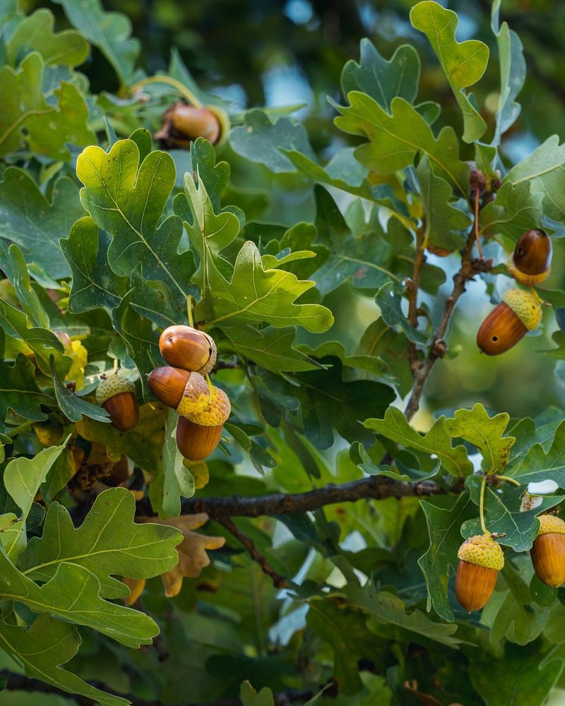 Your Oak Is Finishing A Full Year Of Work