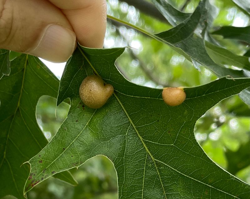 Your Oak Stays Healthy Despite The Spotty Look Your Oak Stays Healthy Despite The Spotty Look