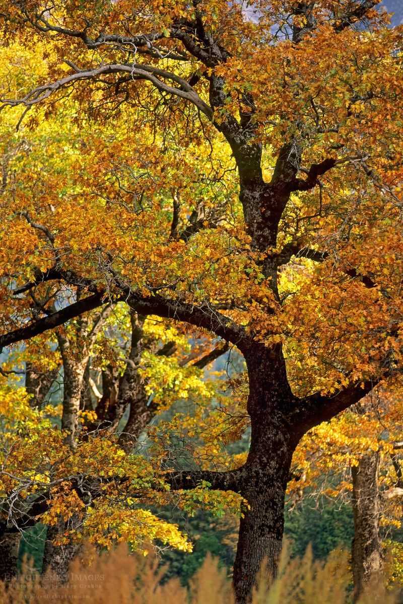 Your Oaks With Hickories Set The Ozark Color Palette Your Oaks With Hickories Set The Ozark Color Palette