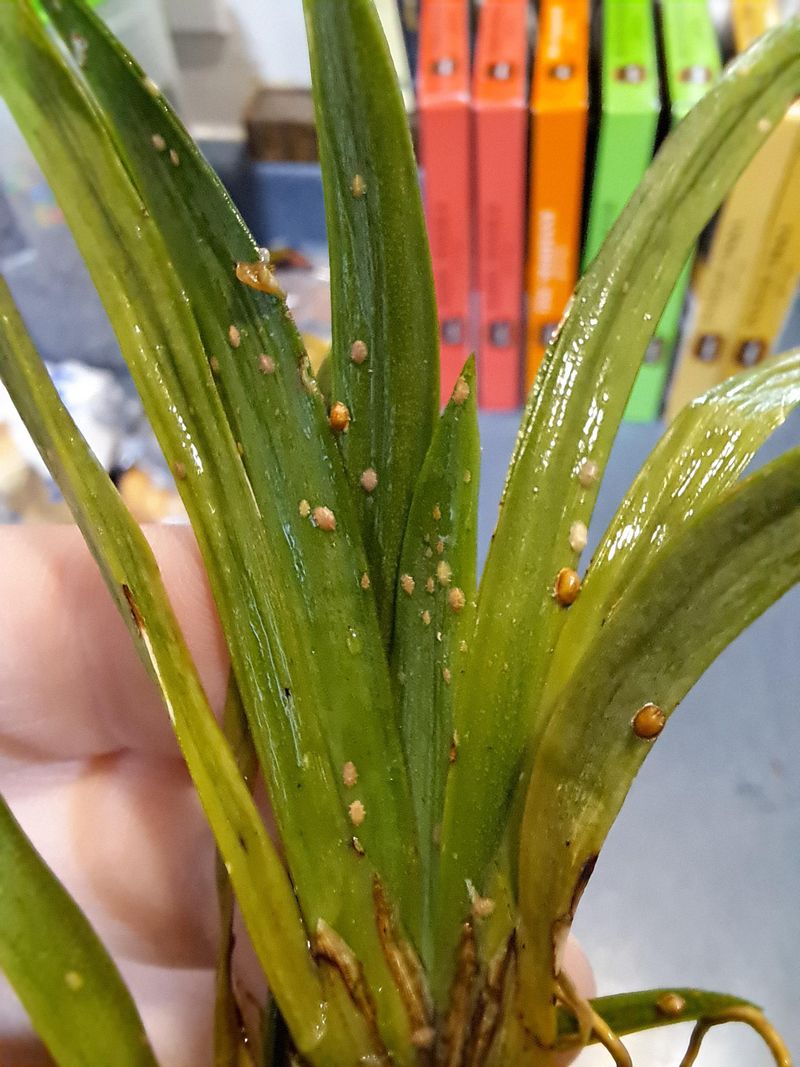 Your Orchid Bumps Are Likely Sap-Sucking Pests Under Shells Your Orchid Bumps Are Likely Sap-Sucking Pests Under Shells