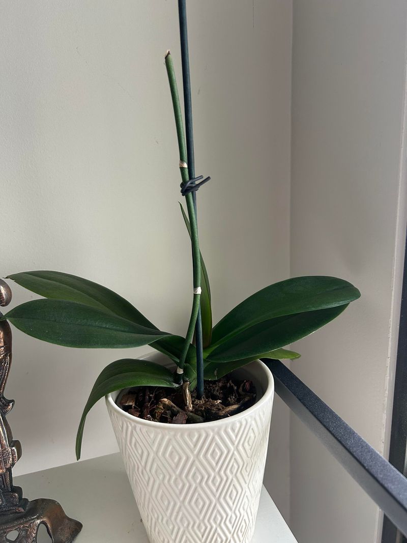 Your Orchid Is Waiting For A Nightly Temperature Drop