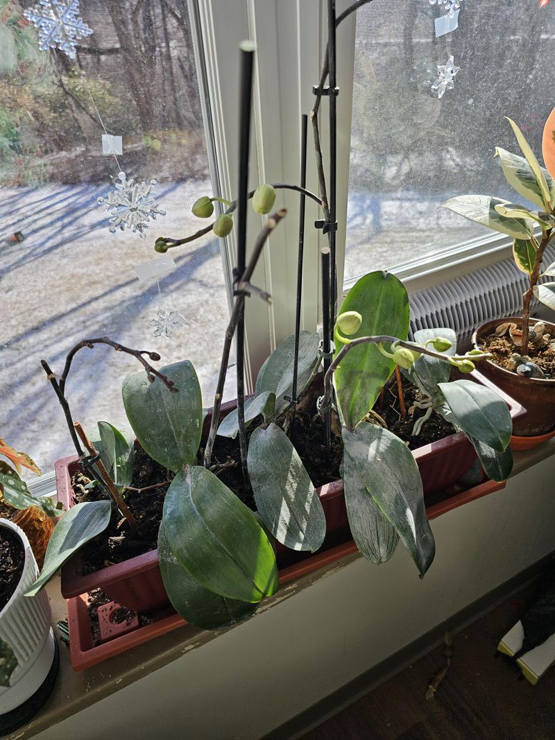 Your Other Plants Can Catch These Pests Fast Your Other Plants Can Catch These Pests Fast