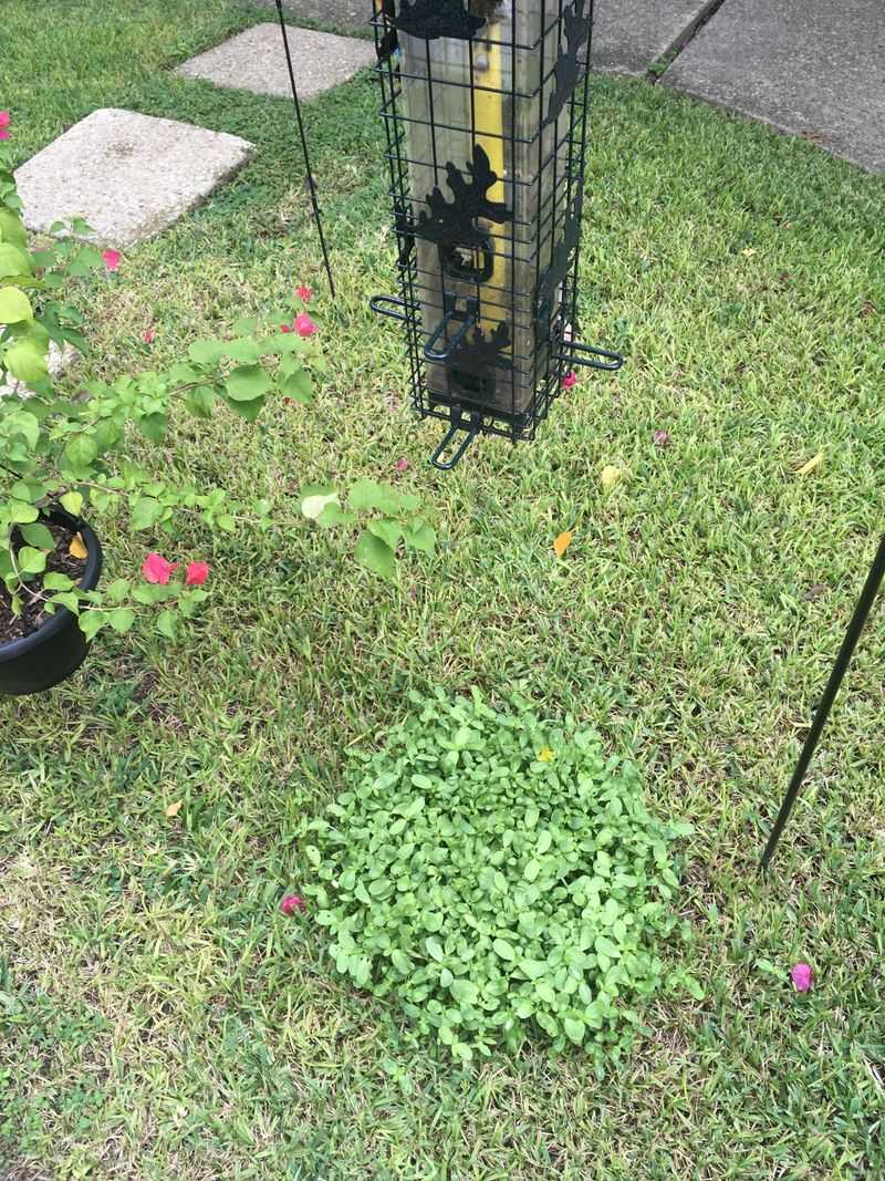 Your Own Feeder Refills Are Taking Root In The Mulch