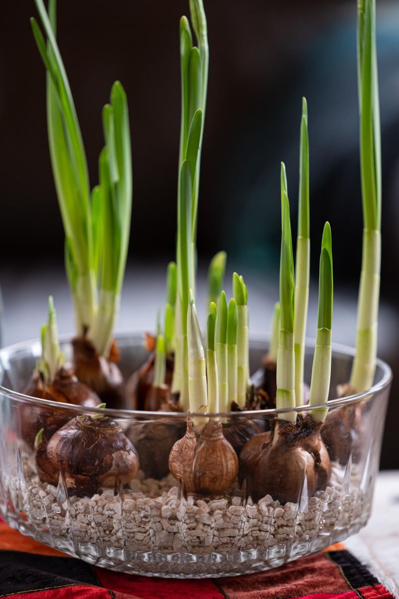Your Paperwhite Bulbs Want Pebbles And Water, Not A Deep Bath