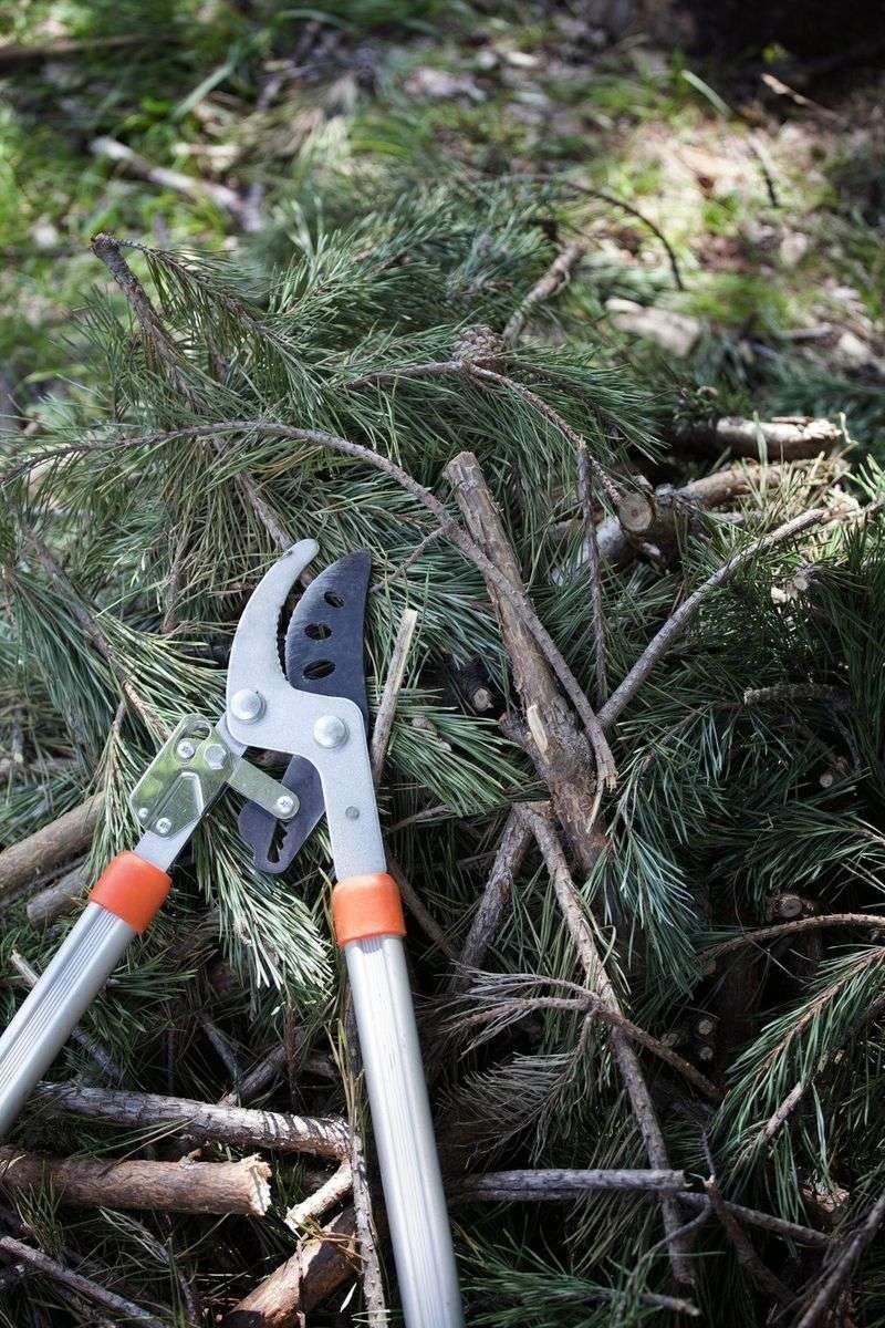 Your Pine Cuts Belong In Late Spring Instead Your Pine Cuts Belong In Late Spring Instead