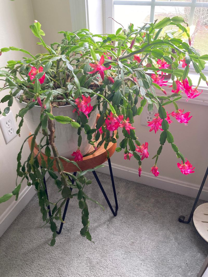 Your Plan For Blooms Year After Year