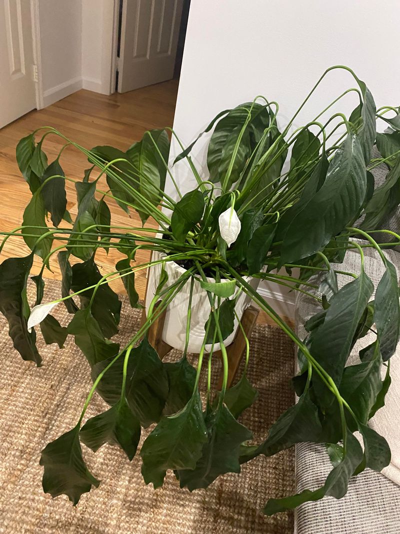 Your Plant Is Mostly Asking For A Drink