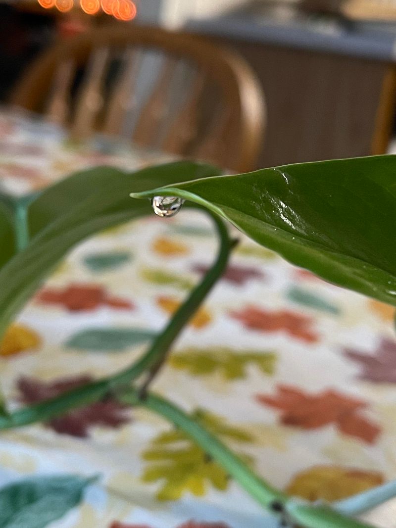 Your Plant Is Pushing Out Extra Water Through Tiny Leaf Pores Your Plant Is Pushing Out Extra Water Through Tiny Leaf Pores