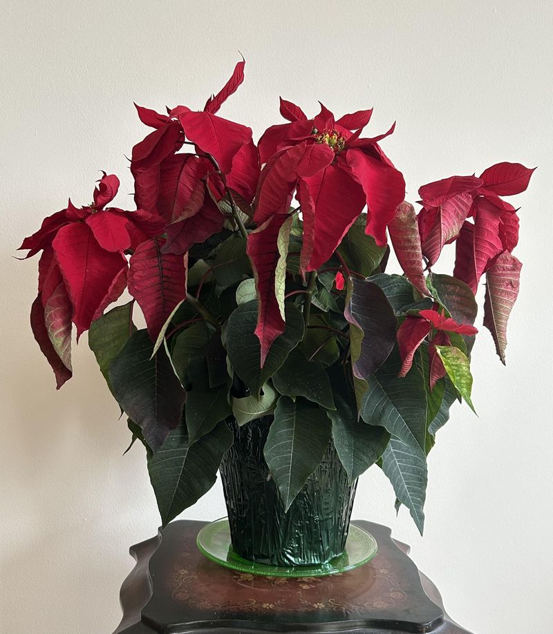 Your Plant Is Reacting To A Sudden Chill