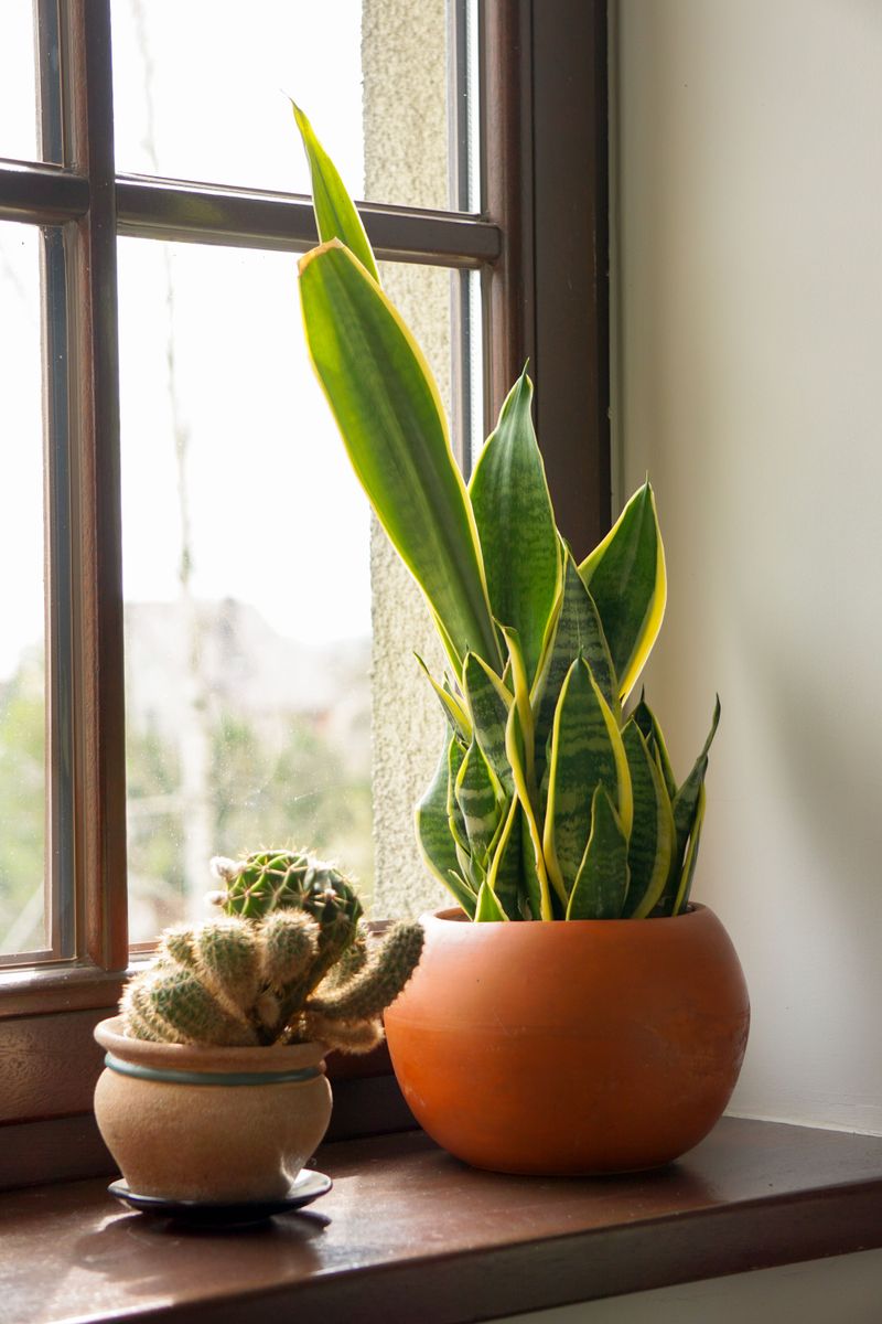 Your Plant Is Taking Its Natural Winter Rest