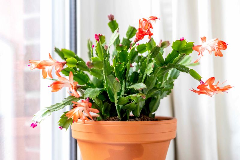 Your Plant Might Be A Thanksgiving Cactus Instead