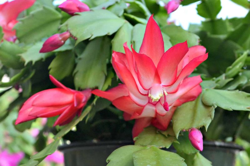 Your Plant Needs Every Stem Tip Right Now