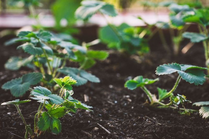 Your Planting Window Depends On Where You Live