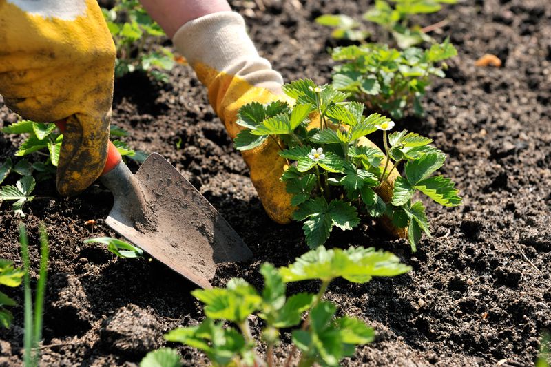 Your Planting Window Opens In October Your Planting Window Opens In October