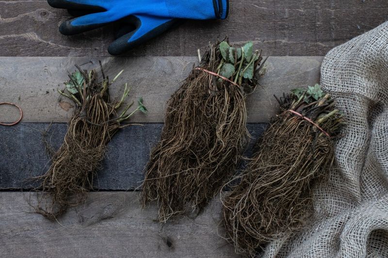 Your Plants Need Several Weeks Of Root Growth First