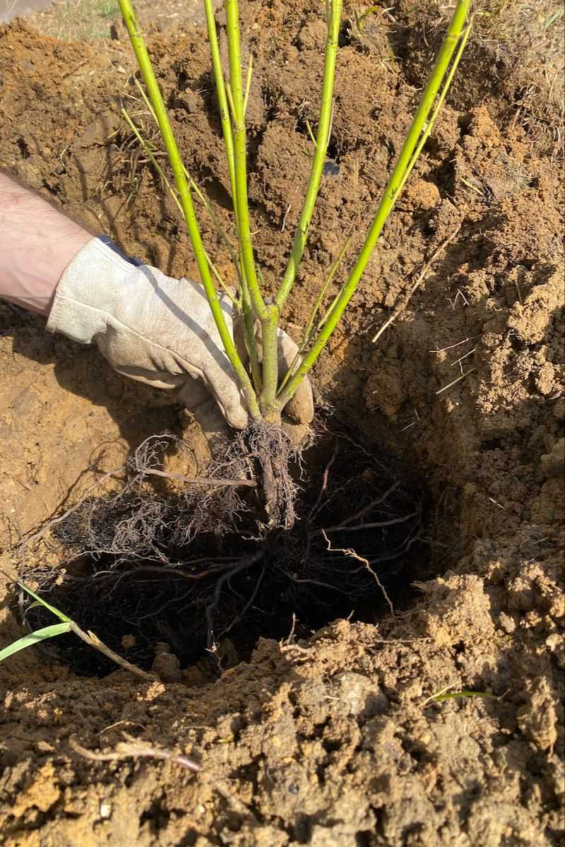 Your Plant's Root Flare Belongs Right At The Soil Line