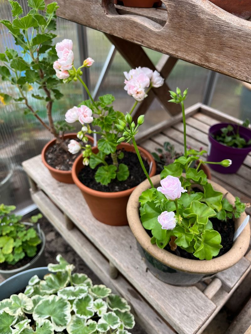 Your Porch Favorites Have Three Ways To Spend Winter Your Porch Favorites Have Three Ways To Spend Winter
