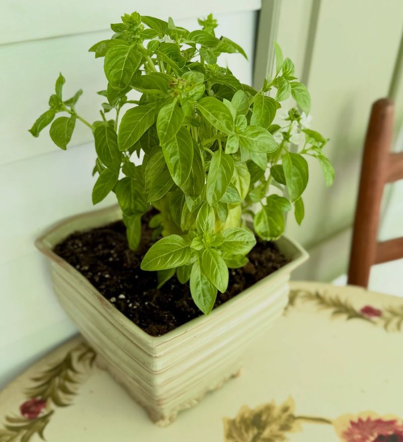 Your Potted Mint Needs A Cozy Winter Spot Your Potted Mint Needs A Cozy Winter Spot