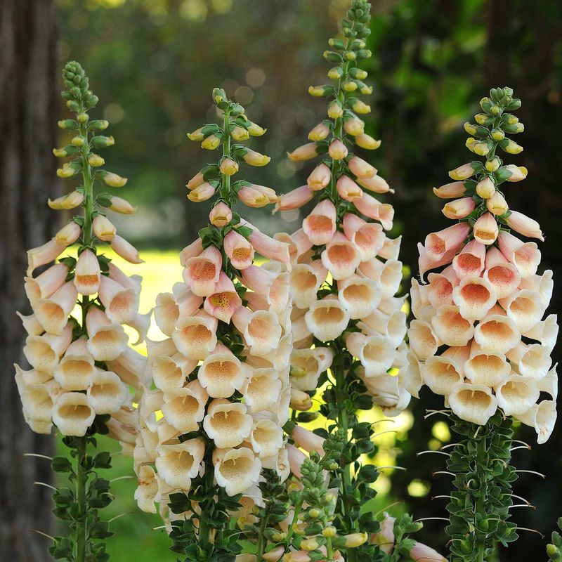 Your Pretty Foxglove Carries A Powerful Secret