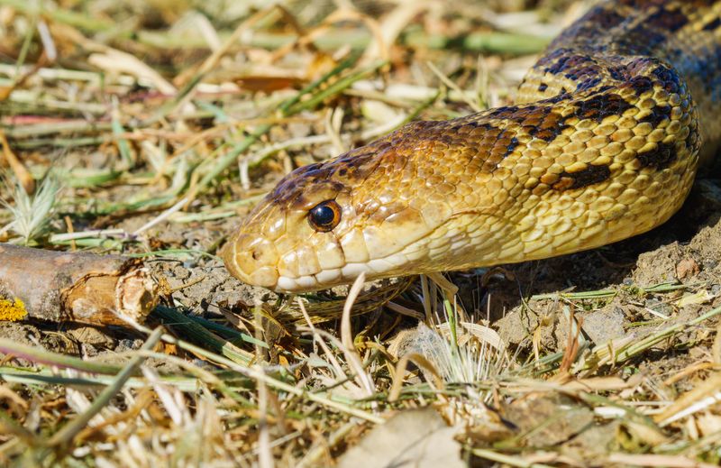 Your Rattlesnake Lookalike Has A Few Giveaways Your Rattlesnake Lookalike Has A Few Giveaways