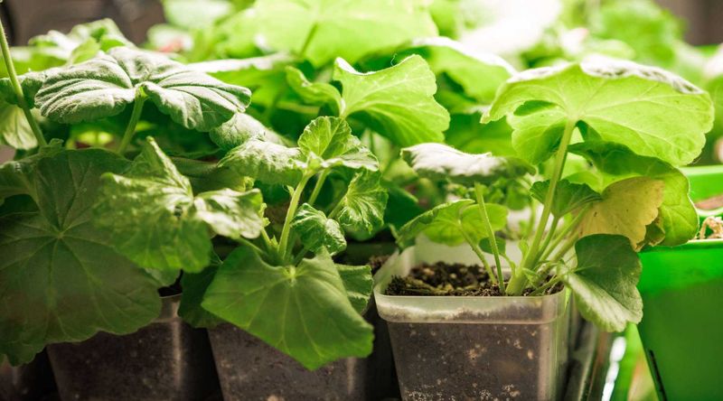 Your Rooted Cuttings Need Gentle Care Through Winter
