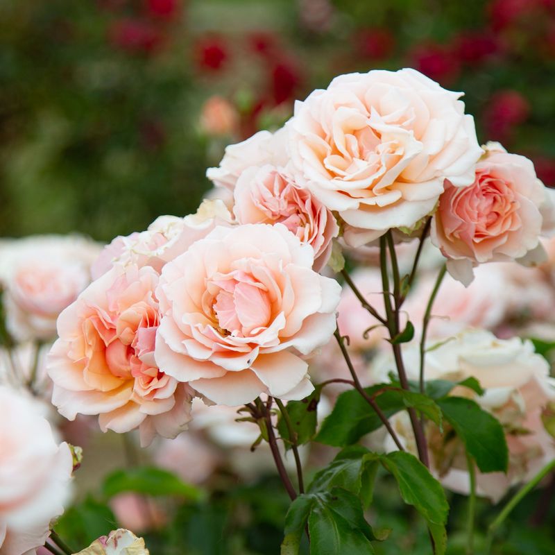 Your Roses Will Thank You Next Season